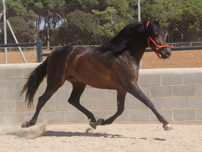 Black Horse Running — Brown, Active