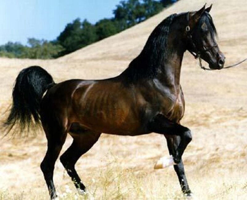Black Horse Running — Brown, Calm, Afternoon, Photograph