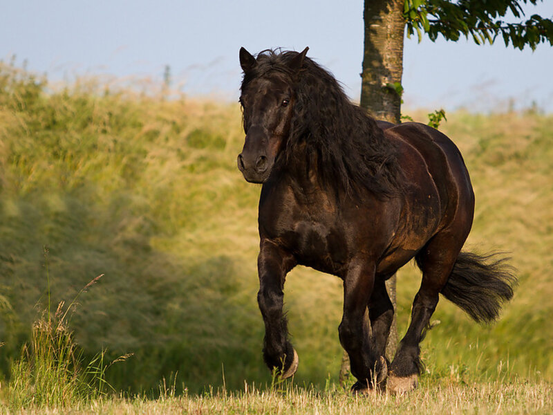 Black Horse Running — Brown, Calm, Afternoon