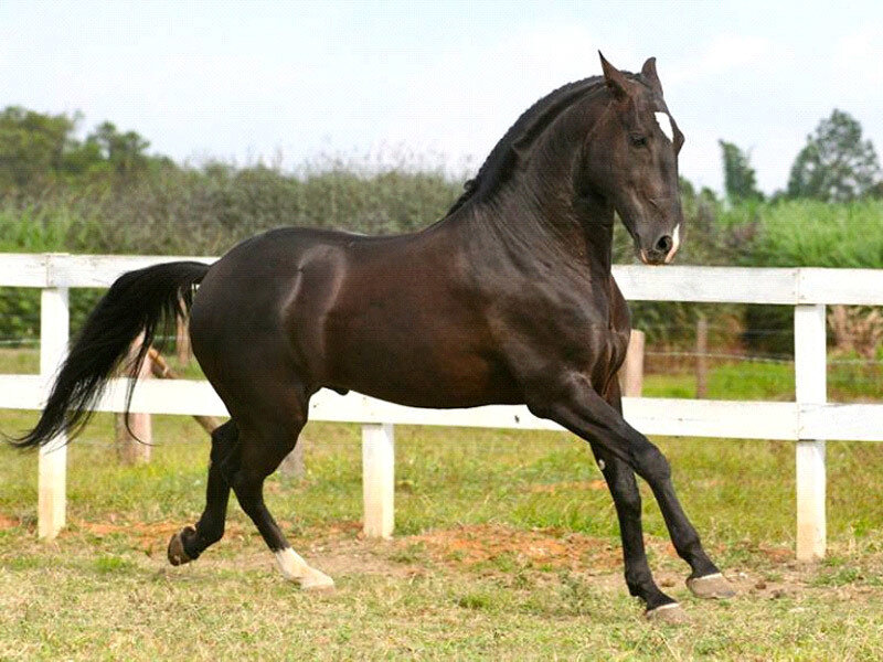 Black Horse Running — Brown, Calm