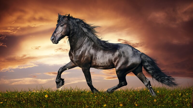 Black Horse Running — Brown, Dramatic, Sunset, Photograph, Grass, Flowers