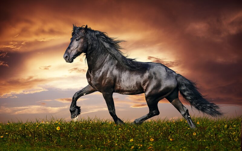 Black Horse Running — Brown, Dramatic, Sunset, Photograph, Grass