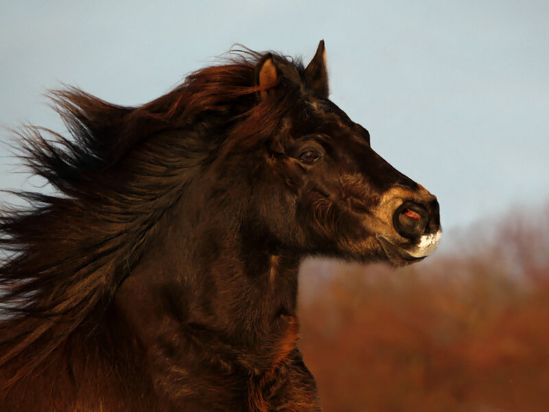 Black Horse Running — Brown, Dramatic, Sunset