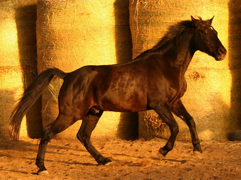 Black Horse Running — Brown, Dramatic