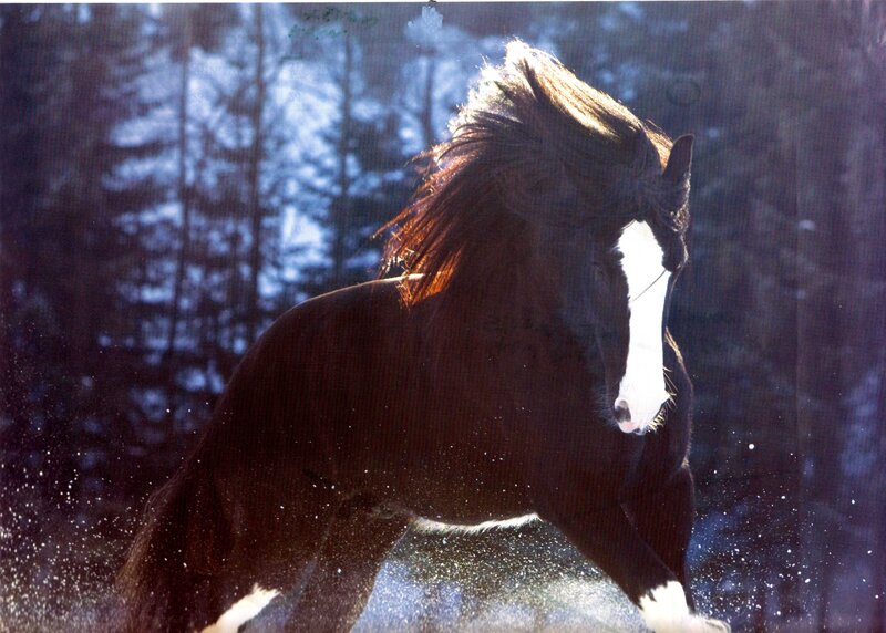 Black Horse Running — Brown, Dramatic, Winter