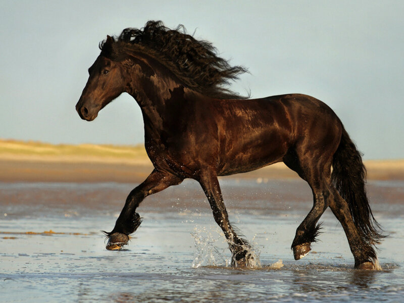 Black Horse Running — Brown, Dynamic, Afternoon, Photograph, Beach