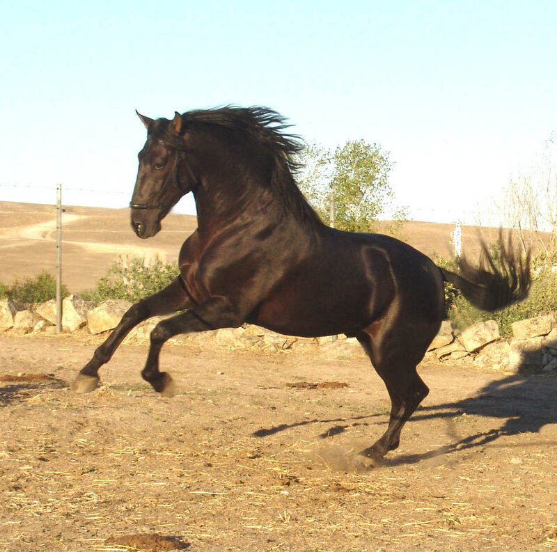Black Horse Running — Brown, Dynamic, Afternoon, Photograph, Dirt Ground, Stone Wall, Trees