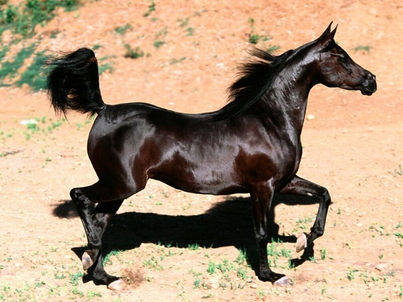 Black Horse Running — Brown, Dynamic, Afternoon, Photograph, Dirt Ground, Tail, Mane