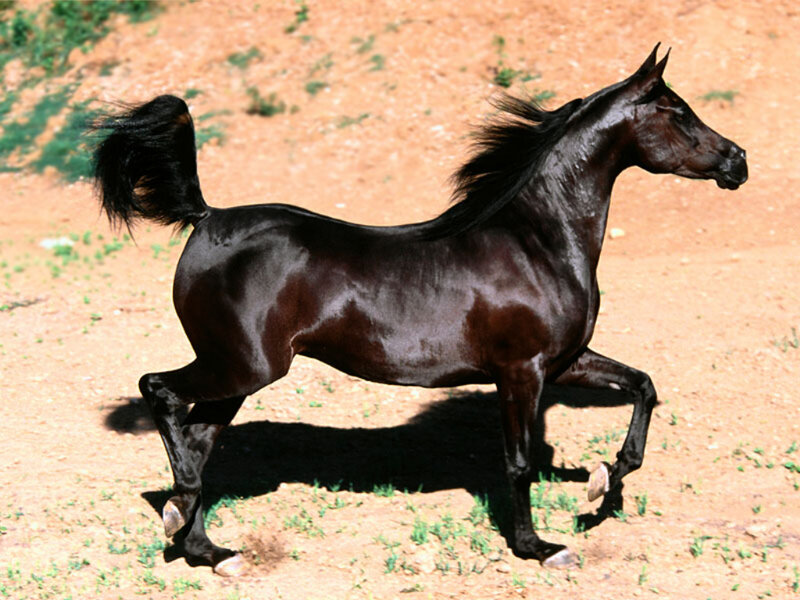 Black Horse Running — Brown, Dynamic, Afternoon, Photograph, Dirt Ground, Tail