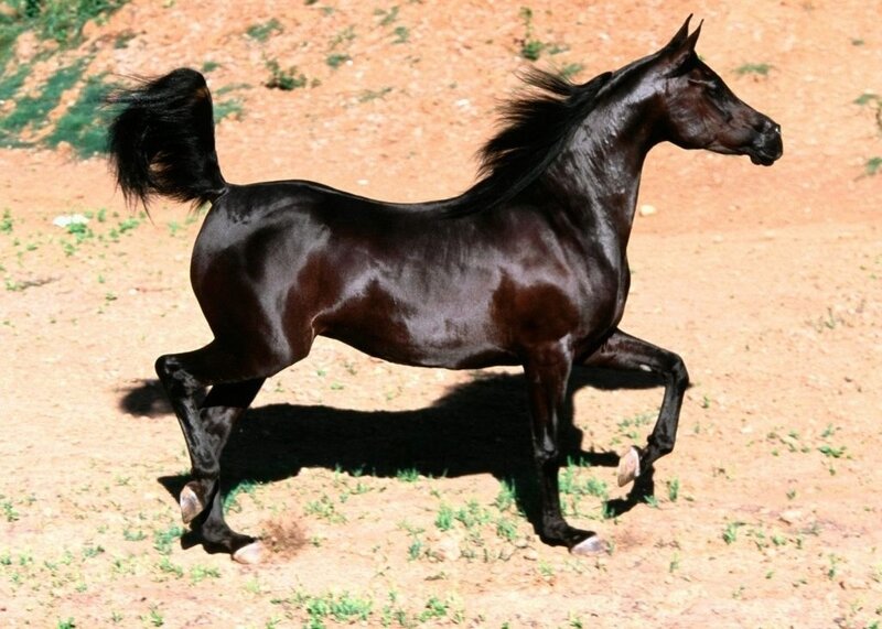 Black Horse Running — Brown, Dynamic, Afternoon, Photograph, Dirt Ground