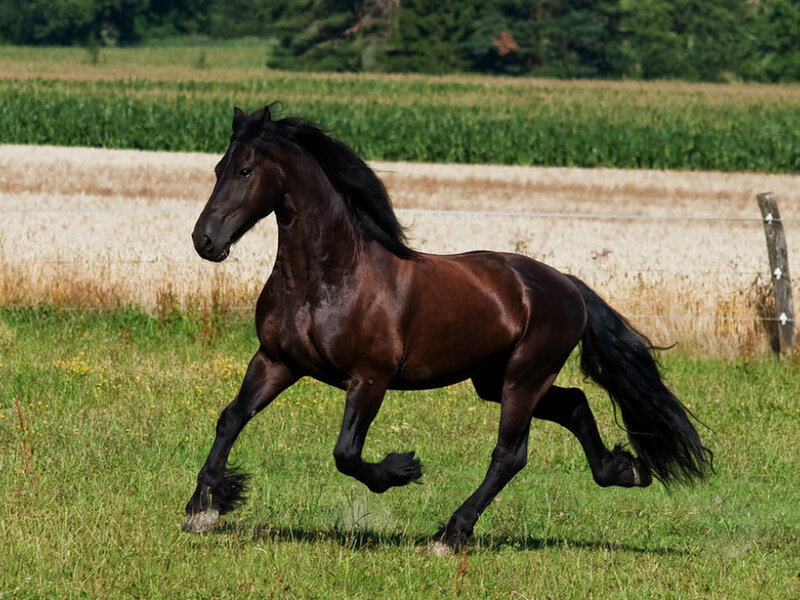 Black Horse Running — Brown, Dynamic, Afternoon, Photograph, Field, Fence