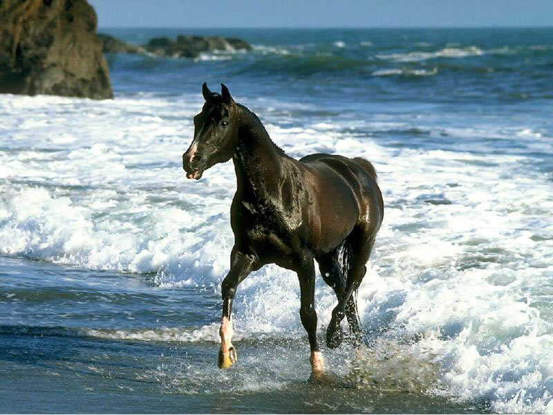 Black Horse Running — Brown, Dynamic, Afternoon, Photograph, Ocean, Waves