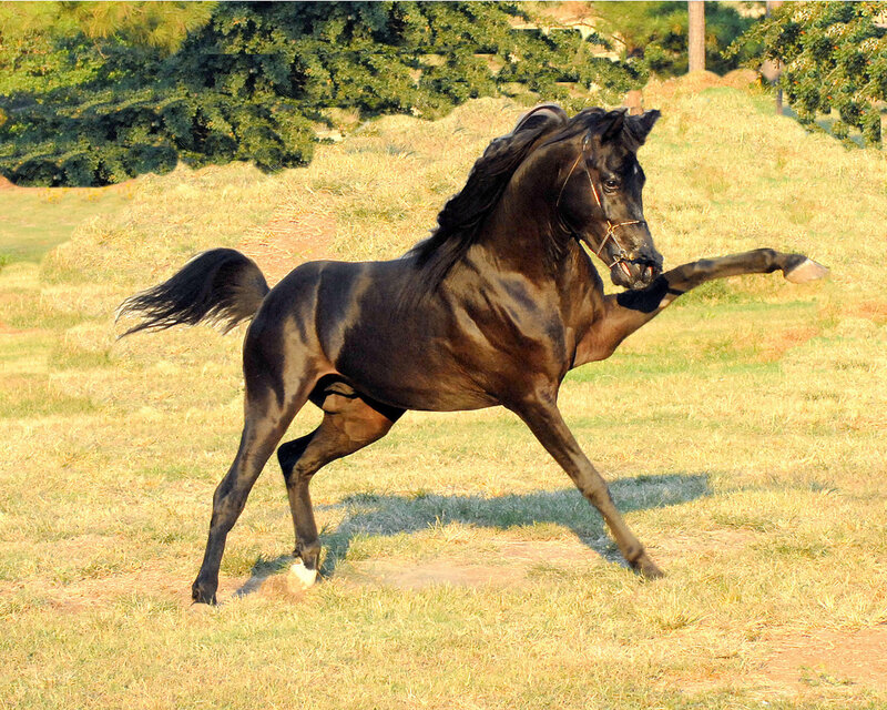 Black Horse Running — Brown, Dynamic, Afternoon