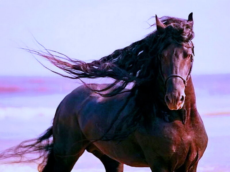 Black Horse Running — Brown, Dynamic, Sunset