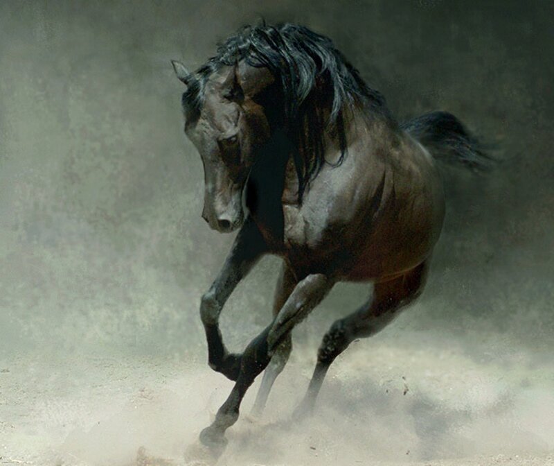 Black Horse Running — Brown, Dynamic