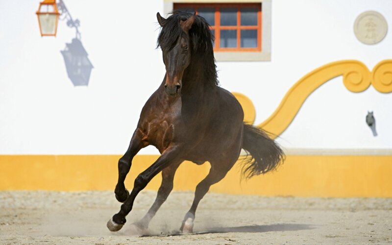 Black Horse Running — Brown