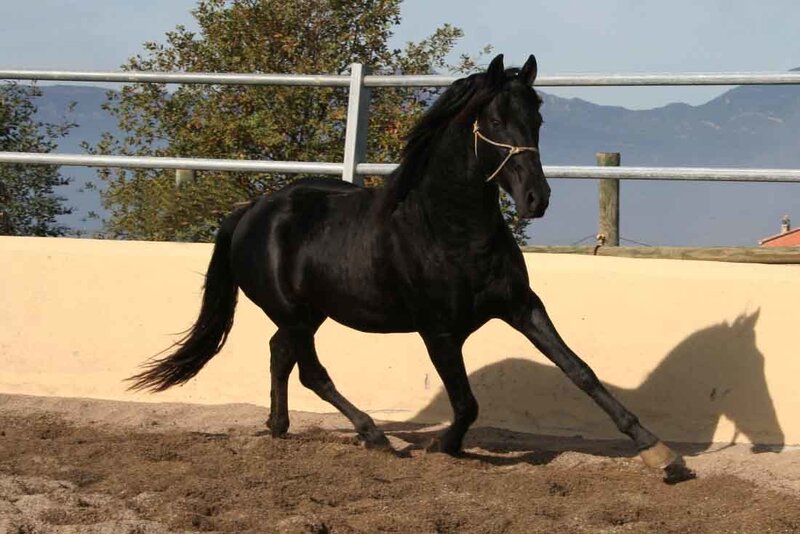 Black Horse Running — Calm, Afternoon