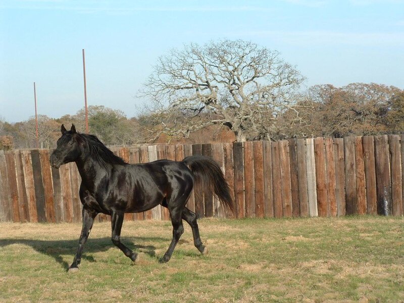 Black Horse Running — Calm