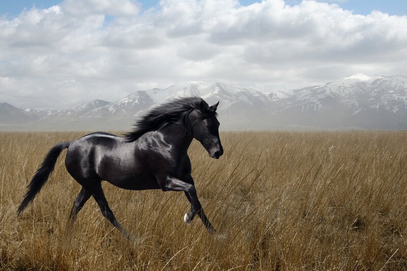 Black Horse Running — Dramatic, Afternoon