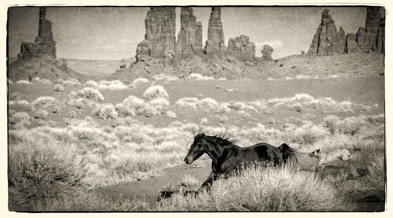 Black Horse Running — Dramatic, Photograph, Dog