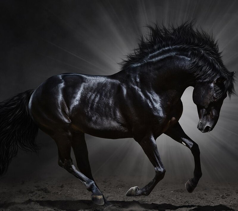 Black Horse Running — Dramatic, Photograph, Dust, Light Rays