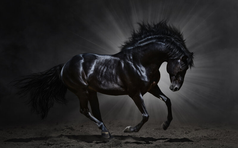 Black Horse Running — Dramatic, Photograph, Dust