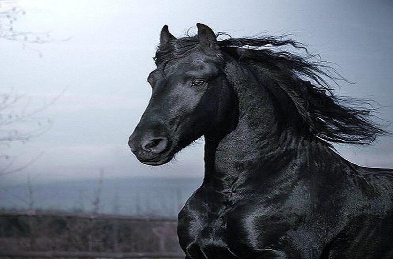 Black Horse Running — Dramatic, Photograph, Sky