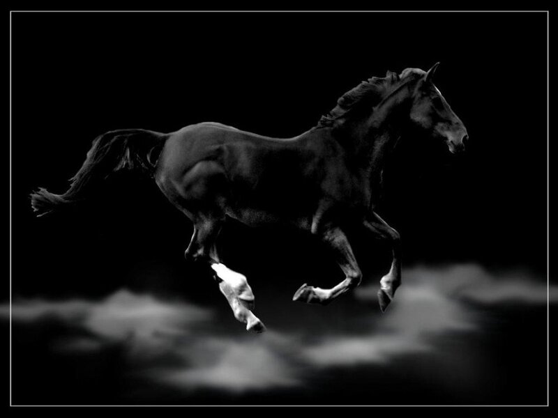 Black Horse Running — Dramatic, Photograph, Tail, Hooves