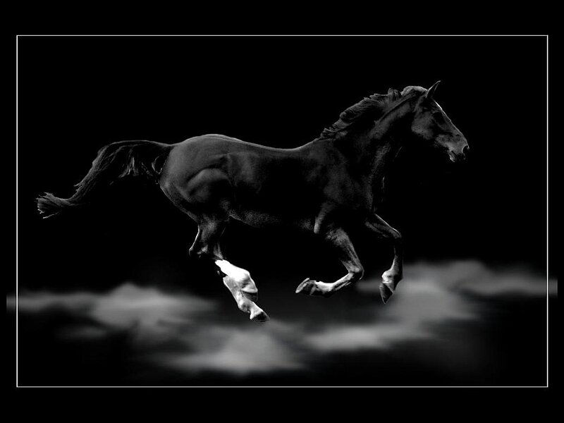 Black Horse Running — Dramatic, Photograph, Tail