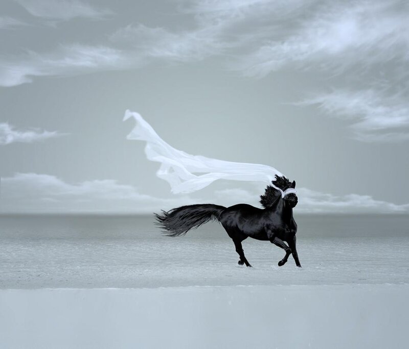 Black Horse Running — Dramatic, Photograph, White Cloth