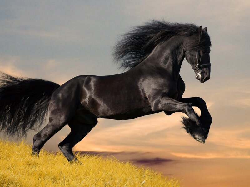 Black Horse Running — Dramatic, Sky