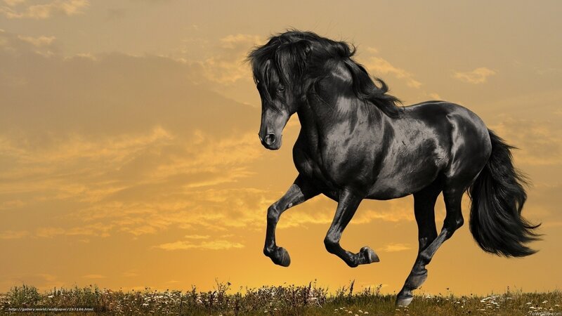 Black Horse Running — Dramatic, Sunset, Photograph, Field, Sky