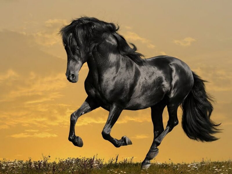 Black Horse Running — Dramatic, Sunset, Photograph, Field
