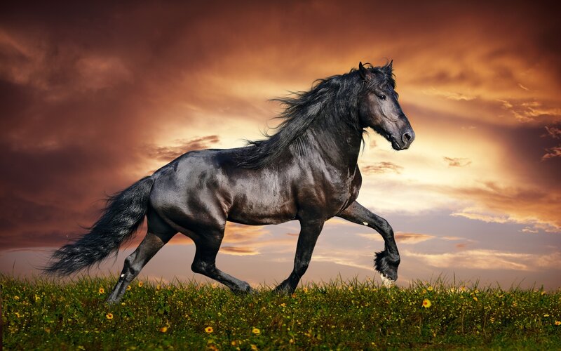 Black Horse Running — Dramatic, Sunset, Photograph, Grass, Flowers, Sky