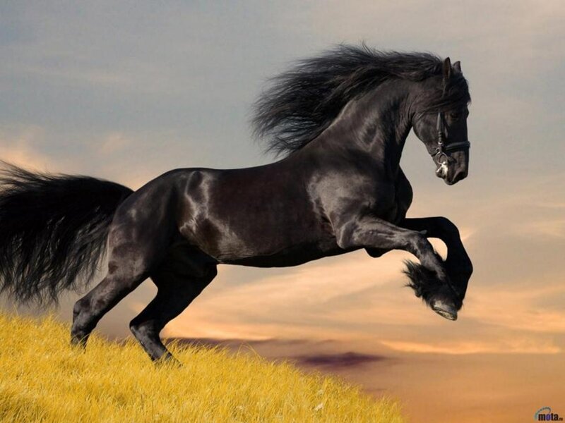 Black Horse Running — Dramatic, Sunset, Photograph, Grass, Sky, Saddle