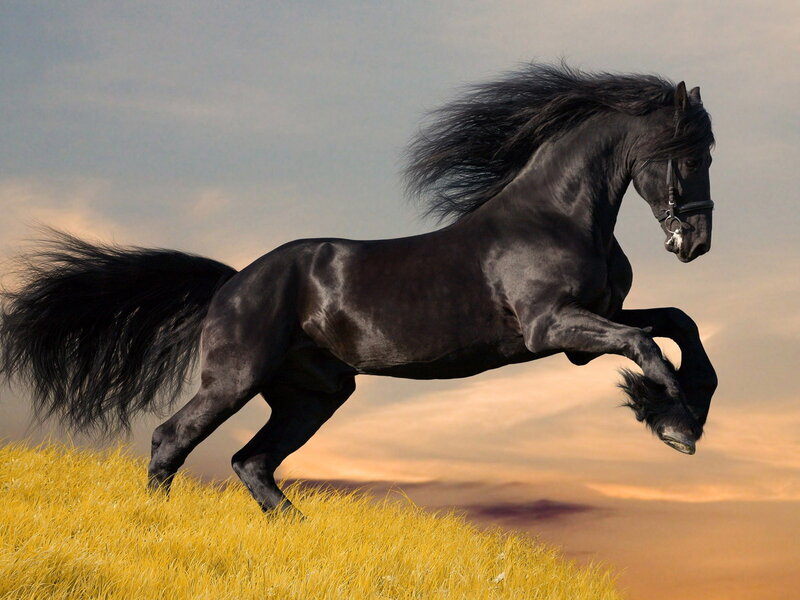 Black Horse Running — Dramatic, Sunset, Photograph, Grass, Sky, Tail