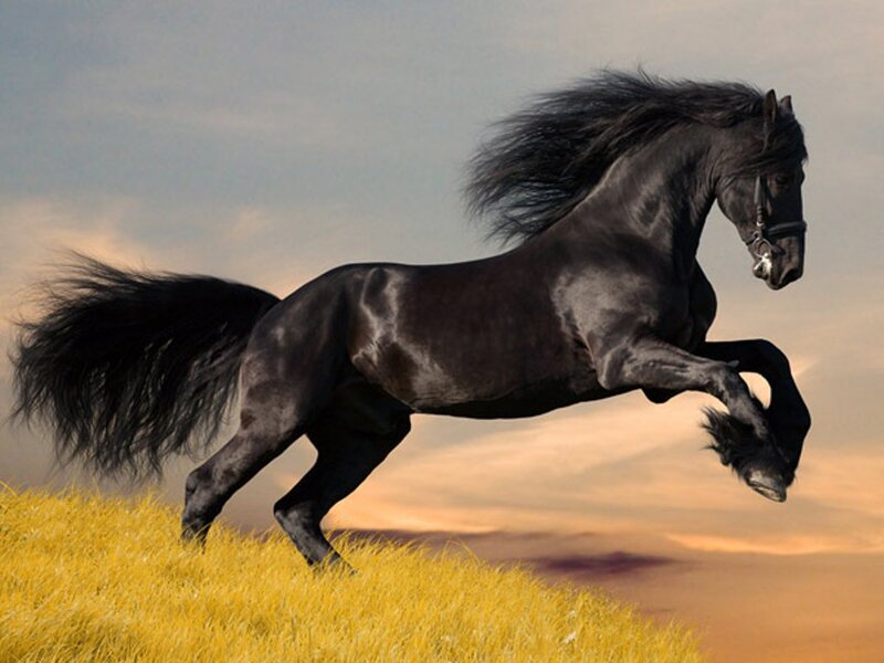 Black Horse Running — Dramatic, Sunset, Photograph, Grass, Sky