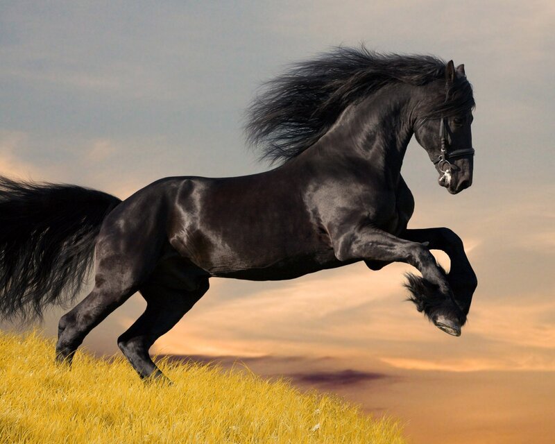 Black Horse Running — Dramatic, Sunset, Photograph, Grass
