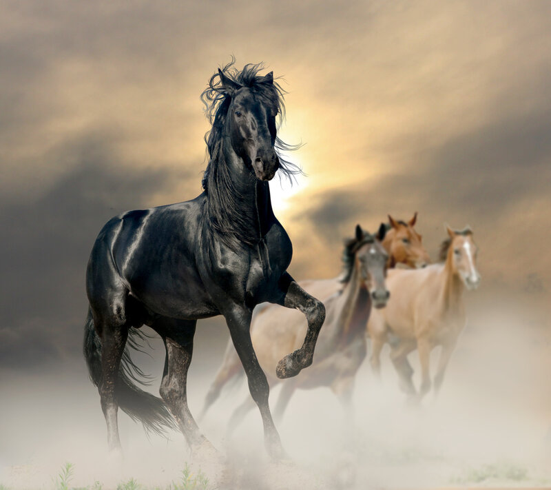 Black Horse Running — Dramatic, Sunset, Photograph, Horses