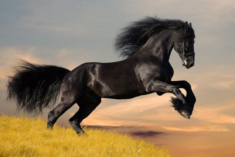 Black Horse Running — Dramatic, Sunset, Photograph