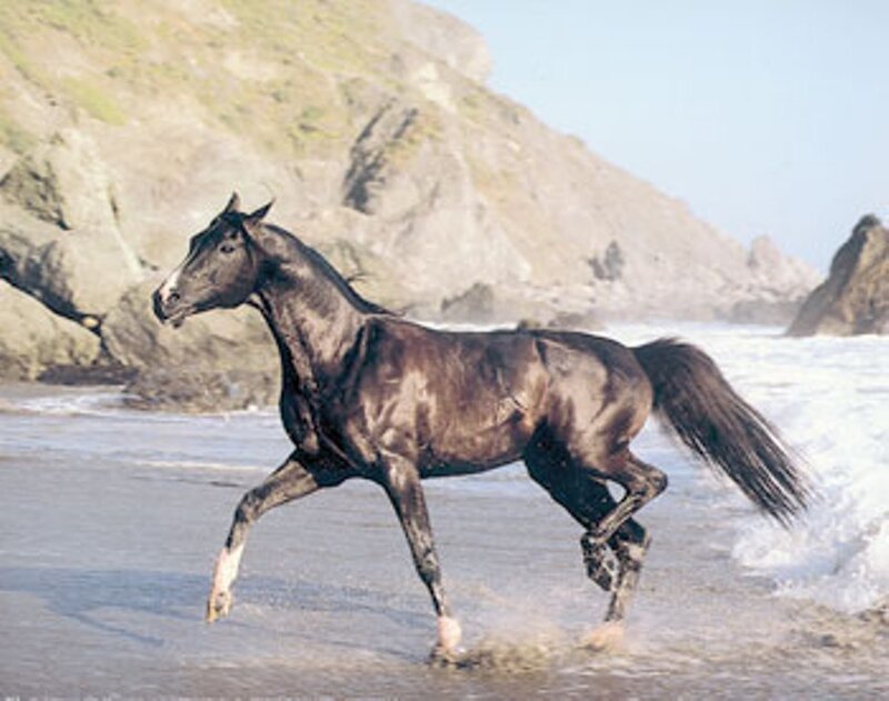 Black Horse Running — Dynamic, Afternoon, Photograph, Beach