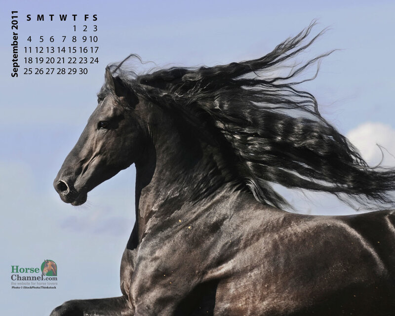 Black Horse Running — Dynamic, Afternoon, Photograph, Calendar