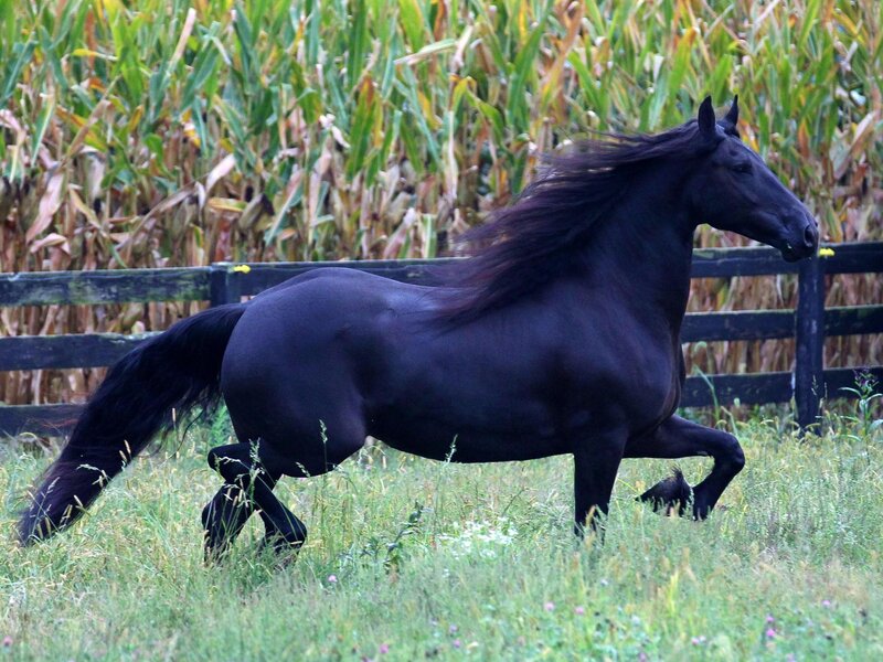 Black Horse Running — Dynamic, Afternoon, Photograph, Cornfield