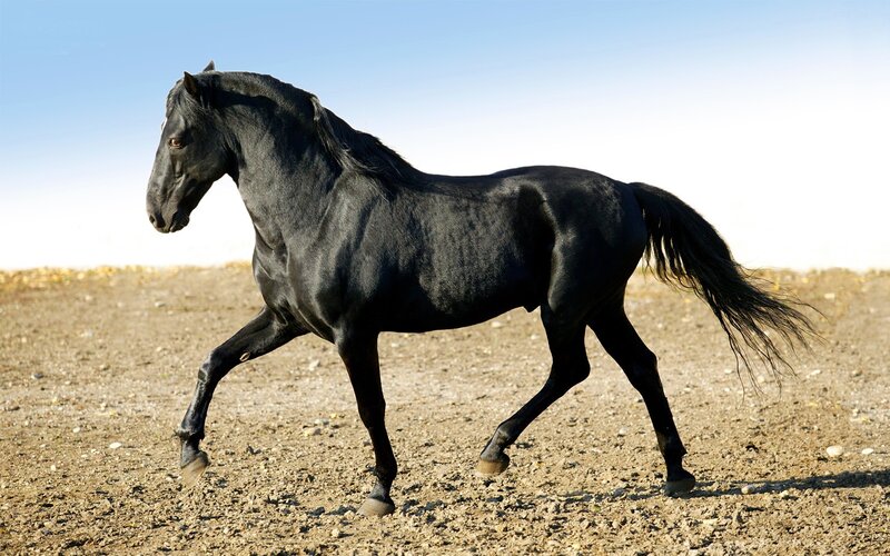 Black Horse Running — Dynamic, Afternoon, Photograph, Dirt Ground, Sky