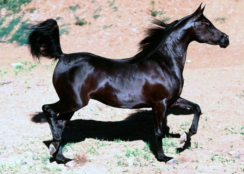 Black Horse Running — Dynamic, Afternoon, Photograph, Dirt Ground, Tail, Mane, Brown