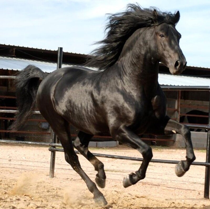 Black Horse Running — Dynamic, Afternoon, Photograph, Fence, Dirt Ground