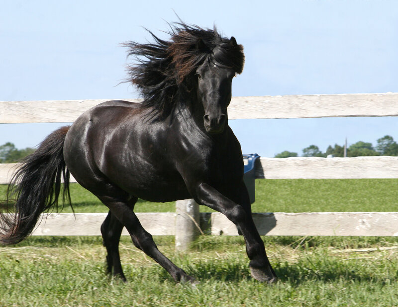 Black Horse Running — Dynamic, Afternoon, Photograph, Fence, Grass, Sky, Green