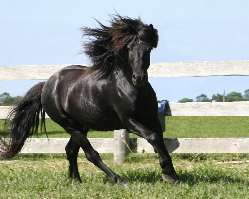 Black Horse Running — Dynamic, Afternoon, Photograph, Fence, Grass, Sky
