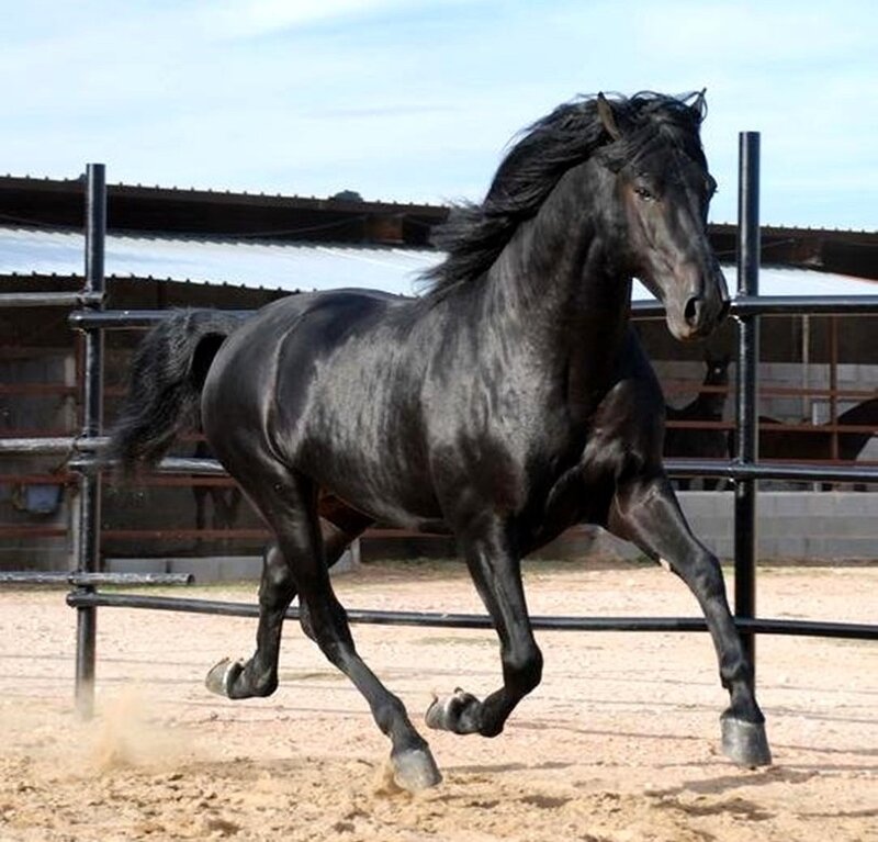 Black Horse Running — Dynamic, Afternoon, Photograph, Fence, Sandy Ground