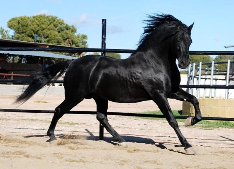 Black Horse Running — Dynamic, Afternoon, Photograph, Fence, Sandy Ground, Trees